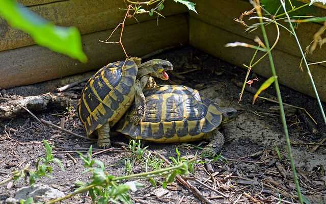Caring for a hermann tortoise