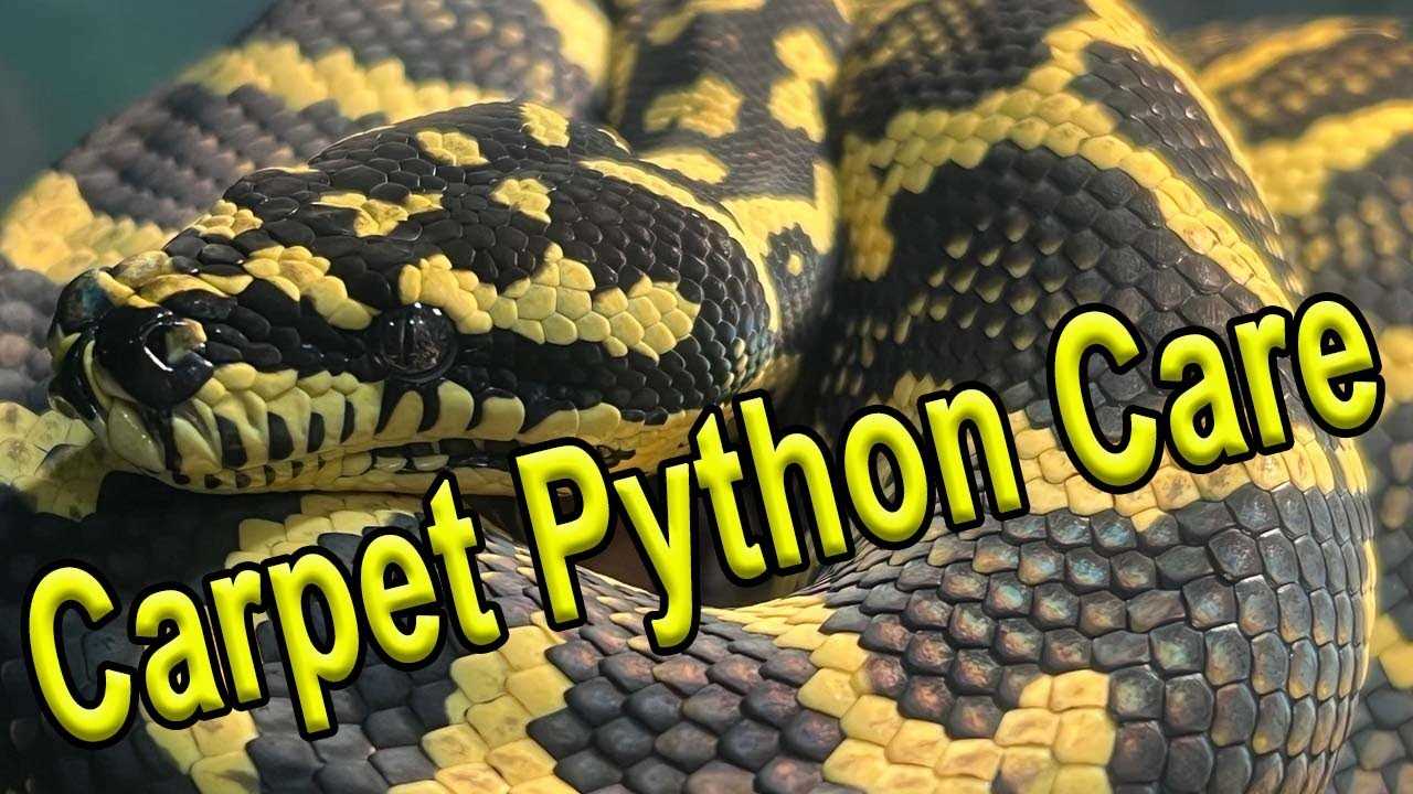 Recognizing and Treating Common Health Issues in Carpet Pythons