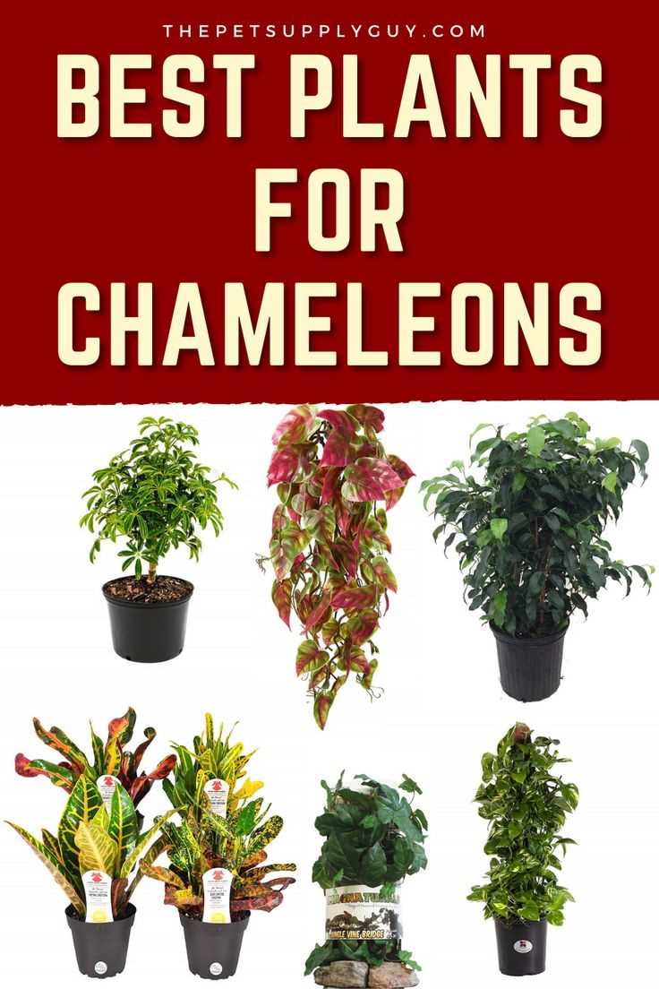 Chameleon safe plants