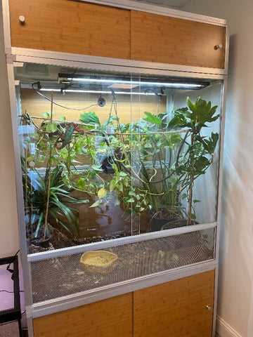 Tips for Setting Up and Maintaining the Chameleon Tank