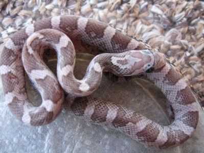 Charcoal corn snake