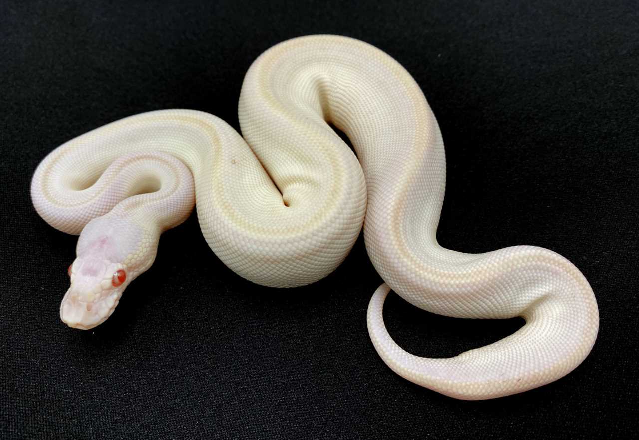 Tips for Owning a Cherry Bomb Ball Python