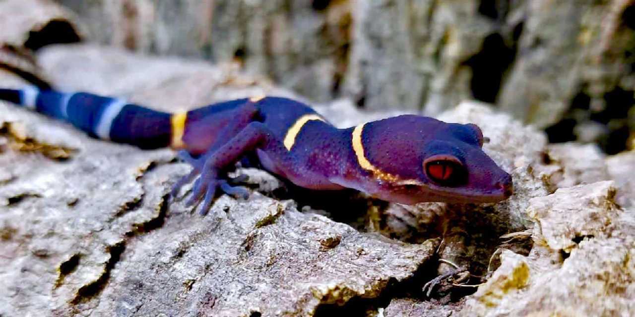 Chinese cave gecko