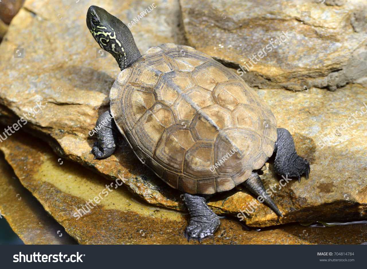 Conservation Efforts for Chinese Pond Turtles