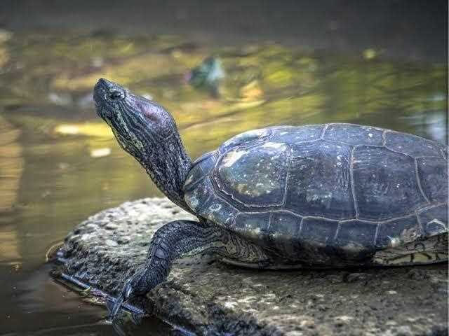 Environmental Threats to Chinese Pond Turtle Habitat