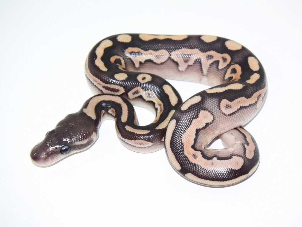 Housing and Care Requirements for Mojave Ball Python