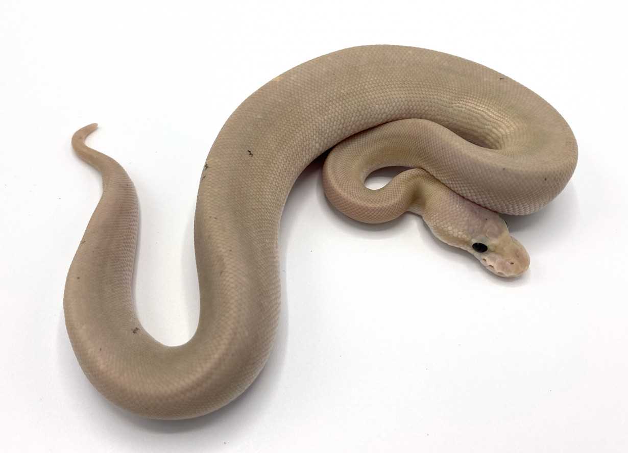 Common Health Issues in Cinnamon Pastel Ball Pythons