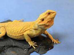 Handling and Taming a Citrus Tiger Bearded Dragon