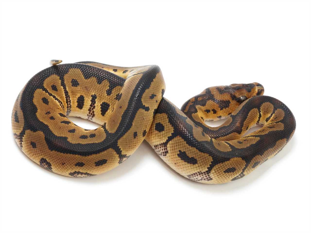 Why Clown Ball Pythons are Unique