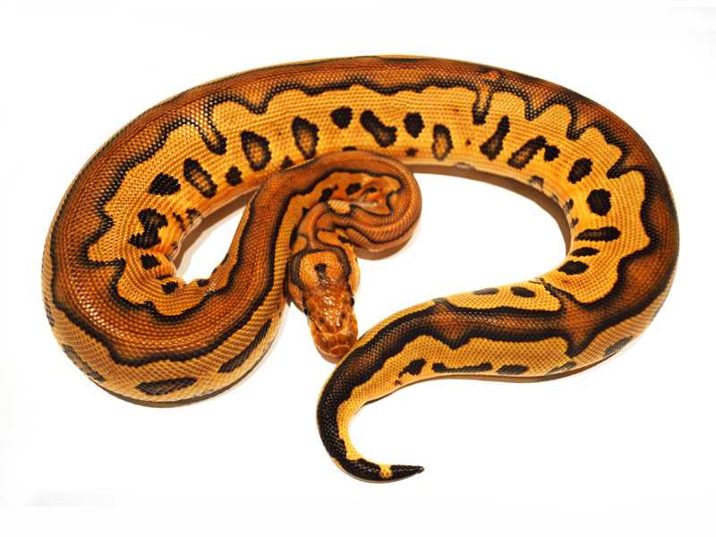 Clown Ball Pythons: Frequently Asked Questions