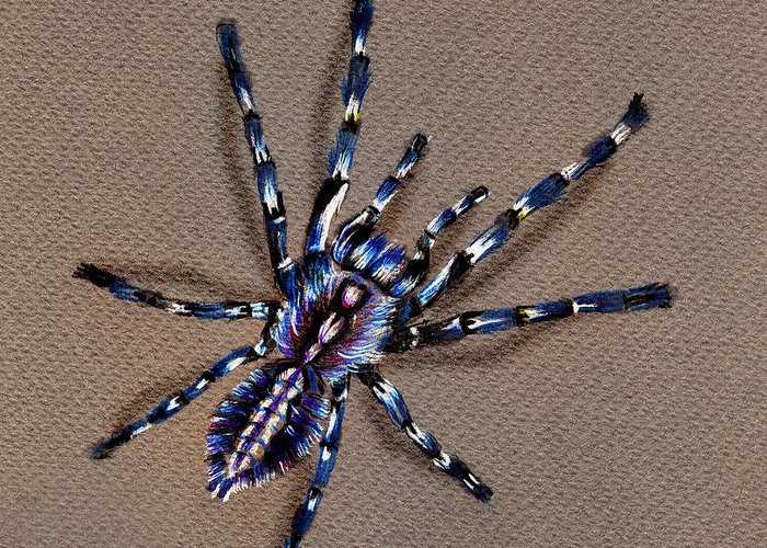 Find the Perfect Pet Spider for Sale