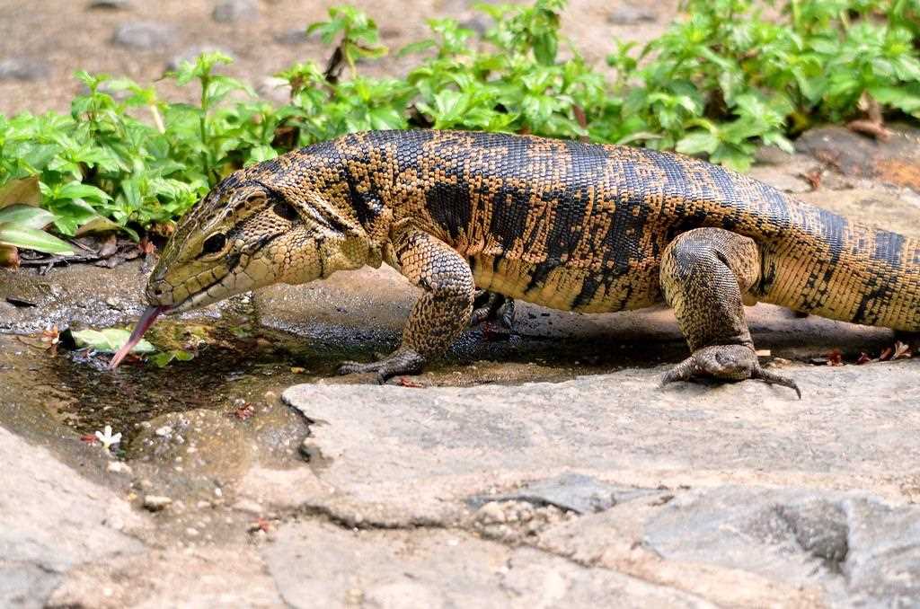 Common Health Issues in Colombian Tegu