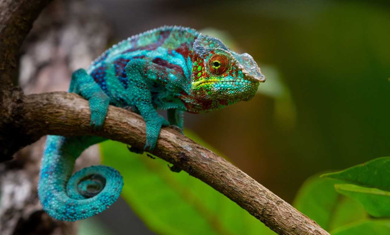 Unveil the Striking Beauty of Colorful Chameleons