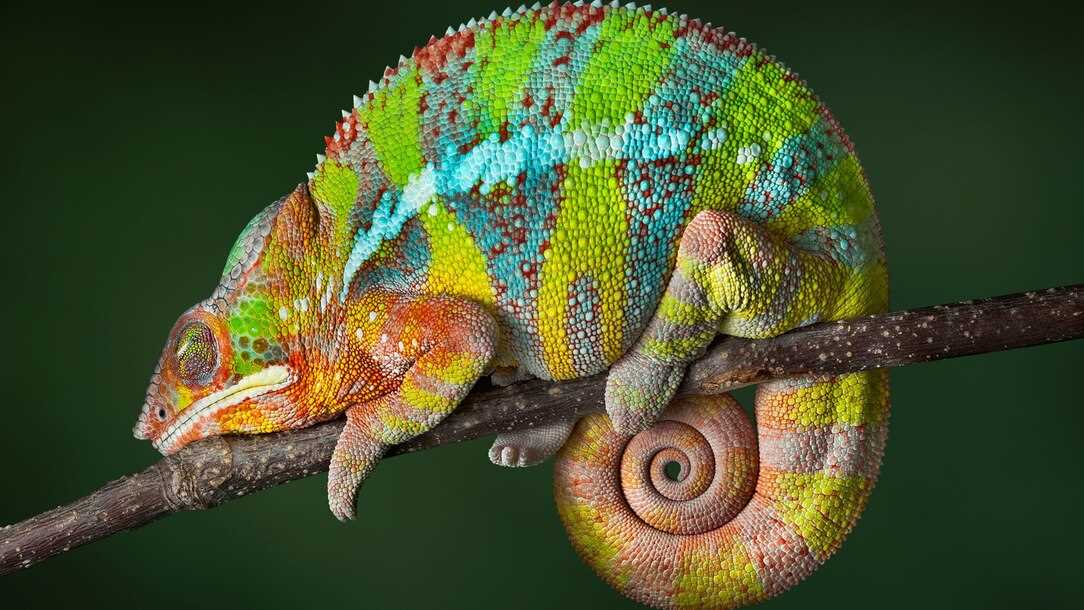 Explore the Diverse Spectrum of Colors in Colorful Chameleons