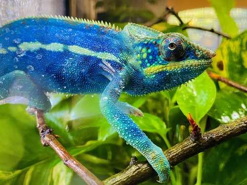 Colorful chameleons