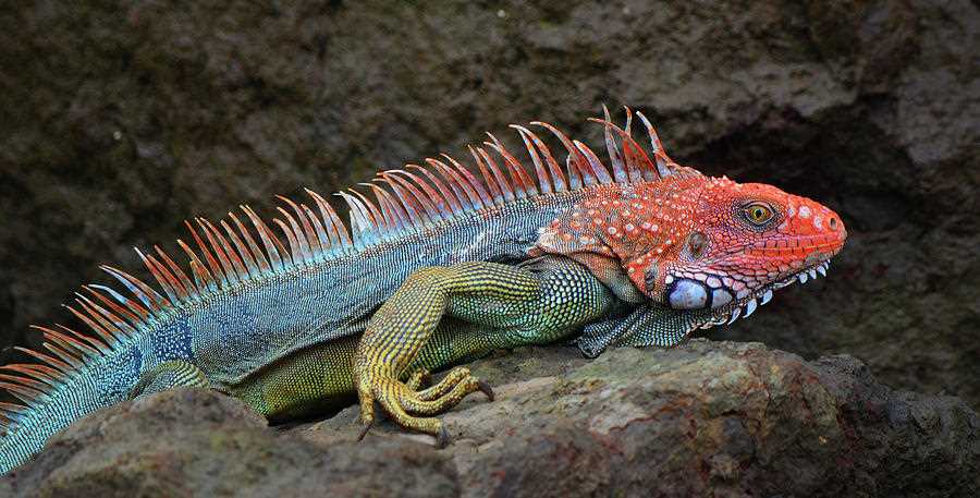 The Unique Adaptations of Iguanas