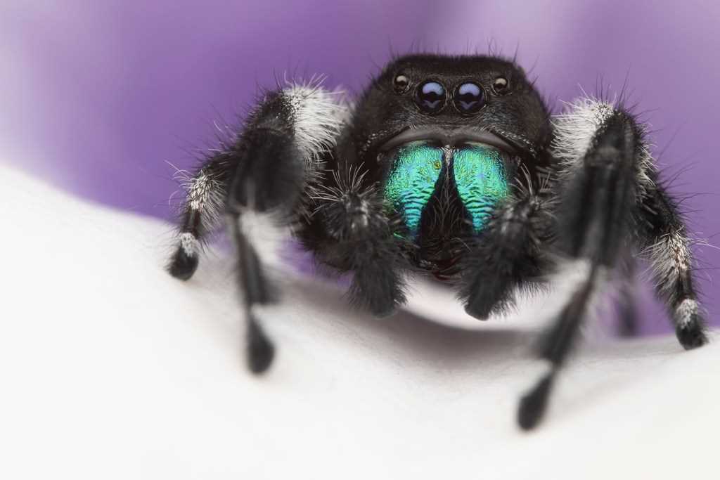 Coolest pet spiders