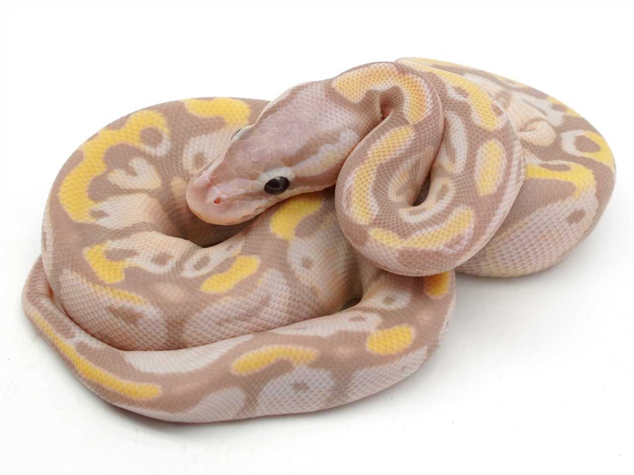 Appearance of the Coral Glow Ball Python