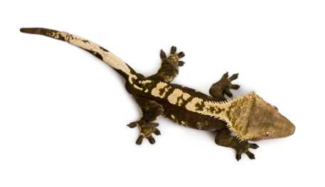 Crested Gecko Health Care on a Budget