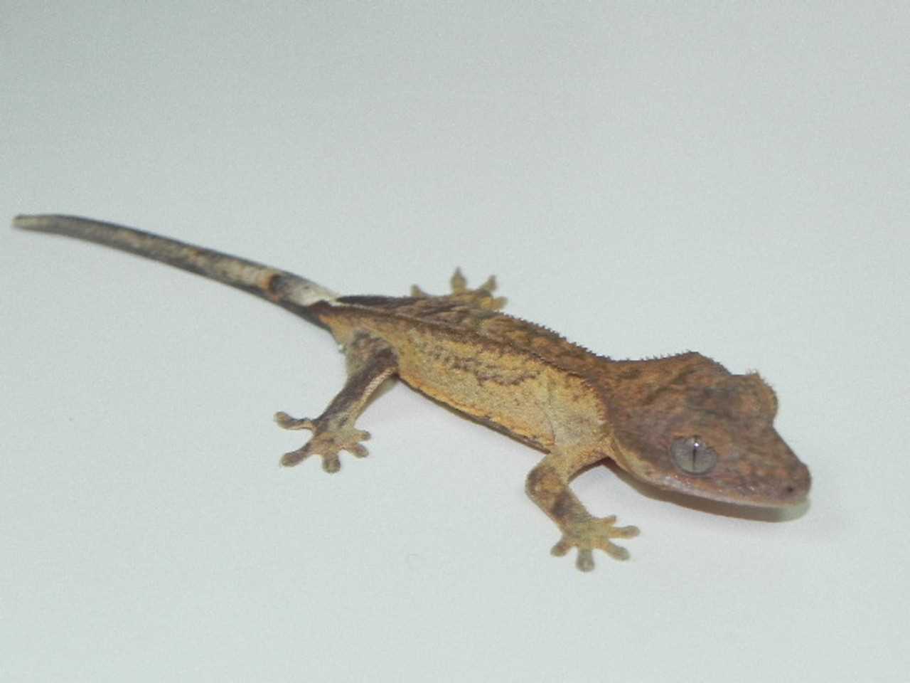 Crested gecko for sale under $50