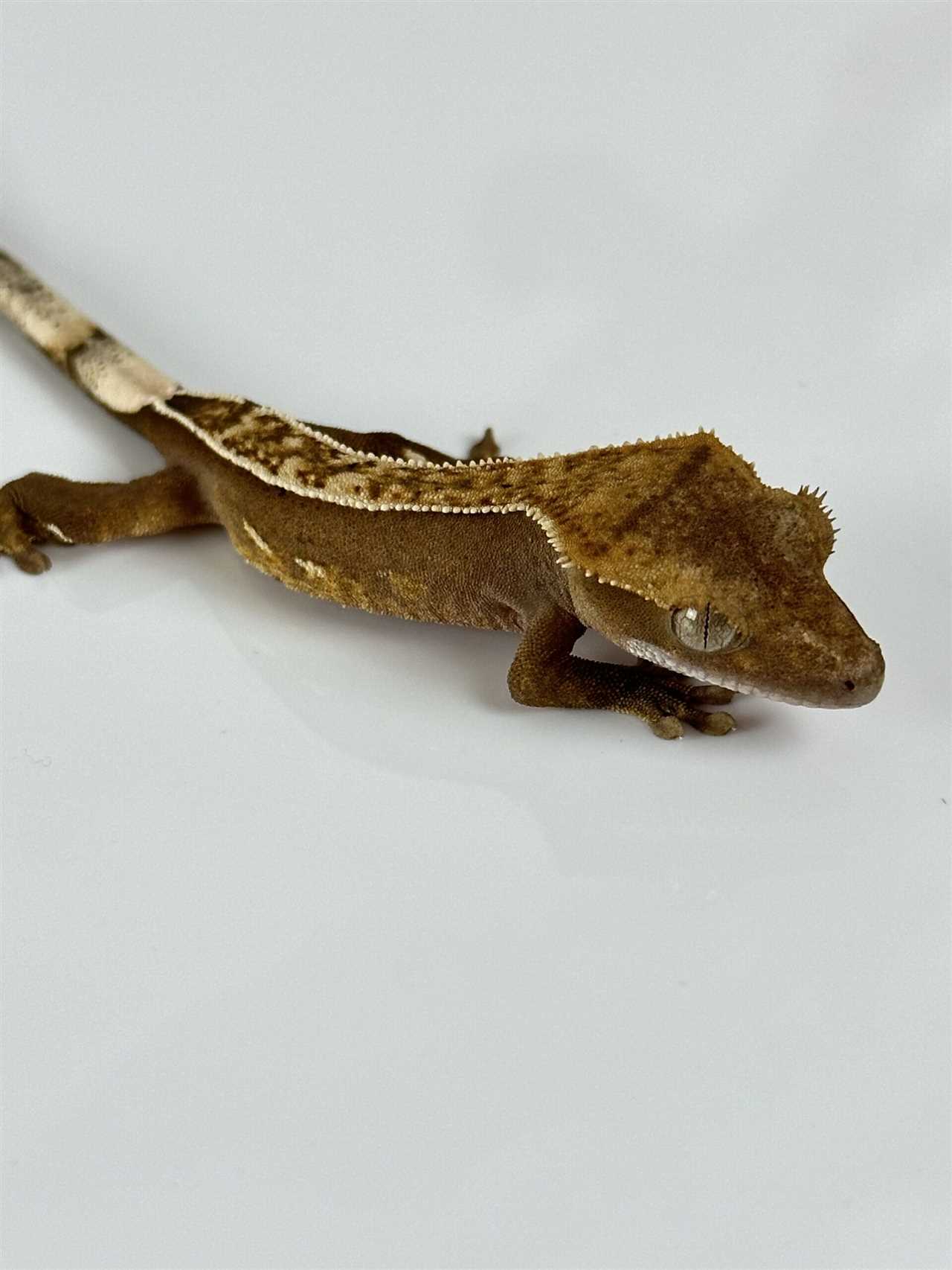 Breeding and Genetics of Crested Gecko Harlequins