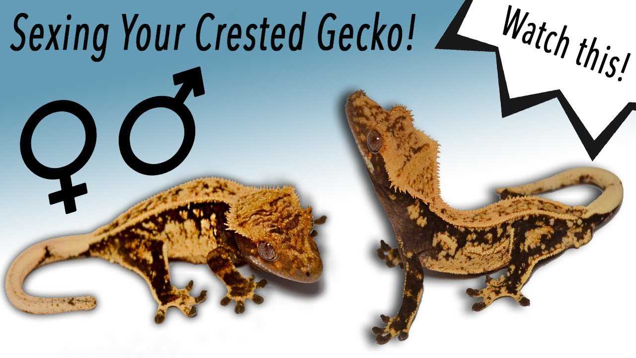 Crested gecko male vs female