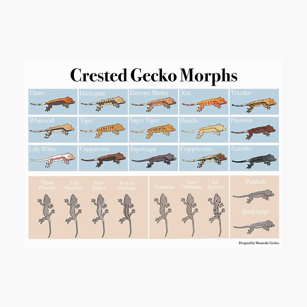 How to Identify a Crested Gecko Morph