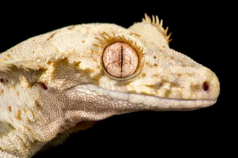 Tips for Maintaining Crested Gecko Oral Health