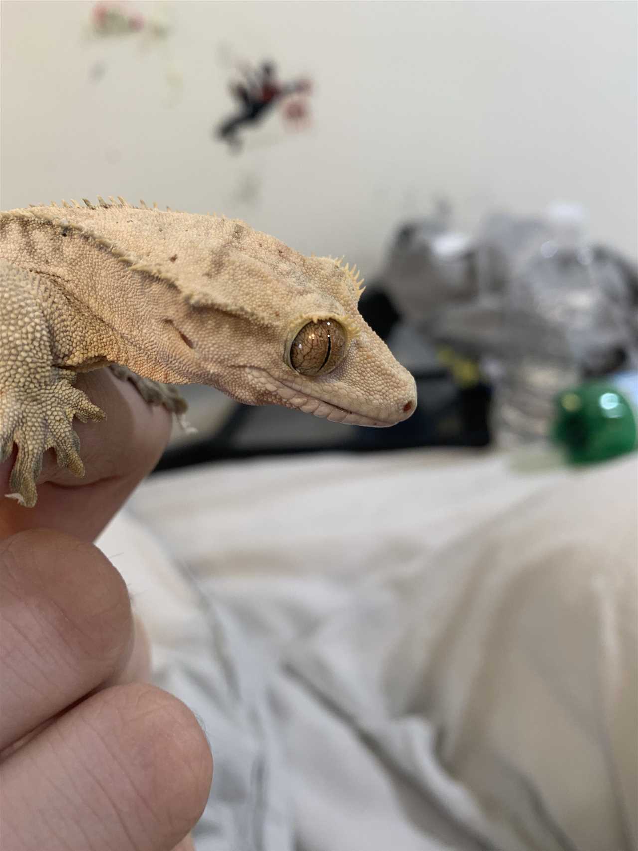 Crested gecko mouth rot