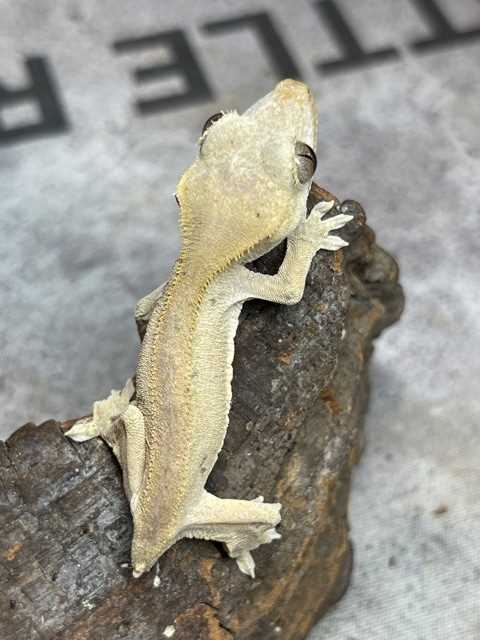 Considerations for Crested Geckos without Tails