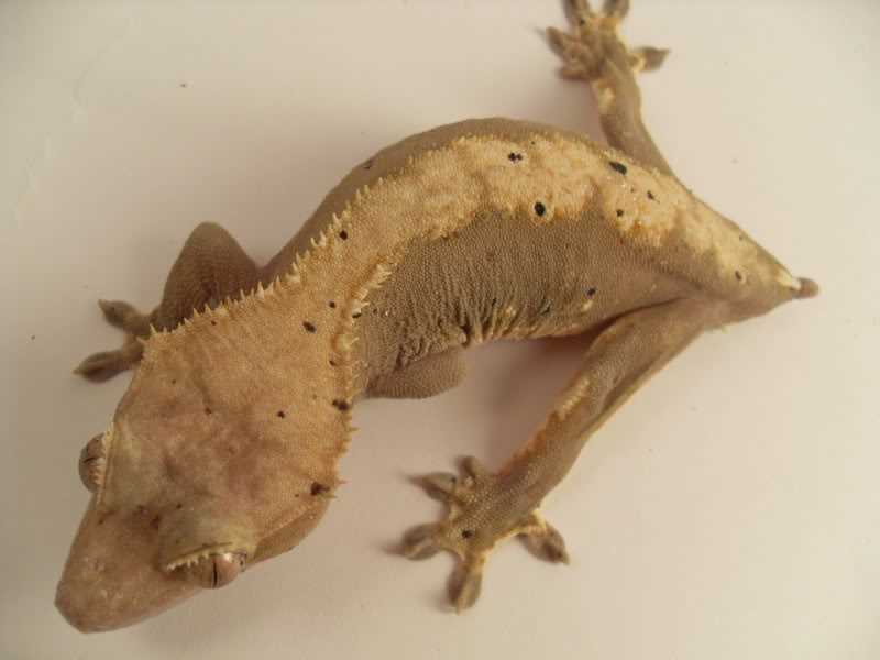 Causes of Tail Loss in Crested Geckos