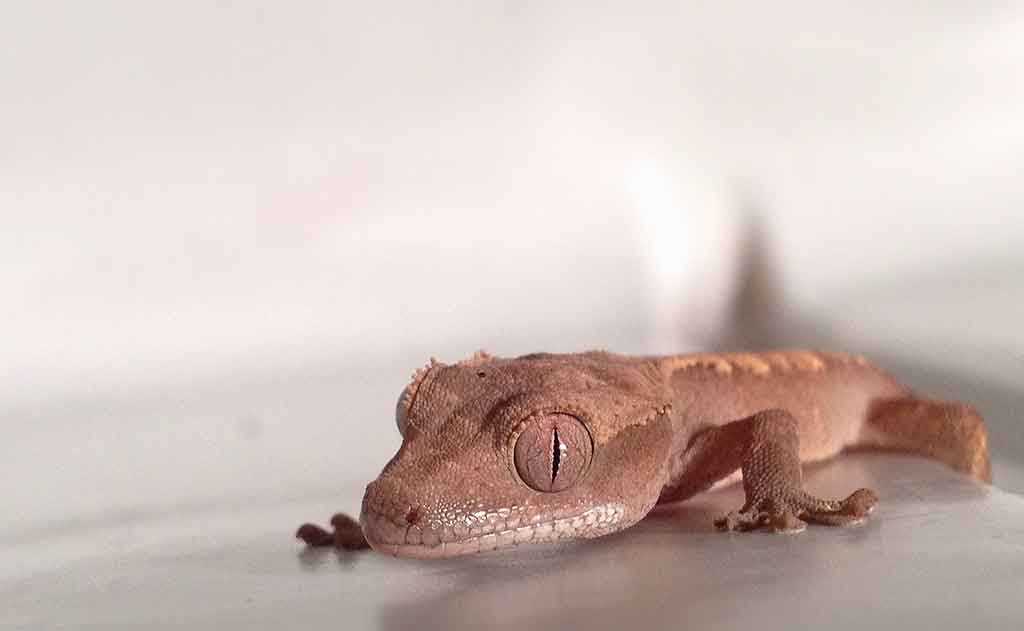 Crested gecko not eating