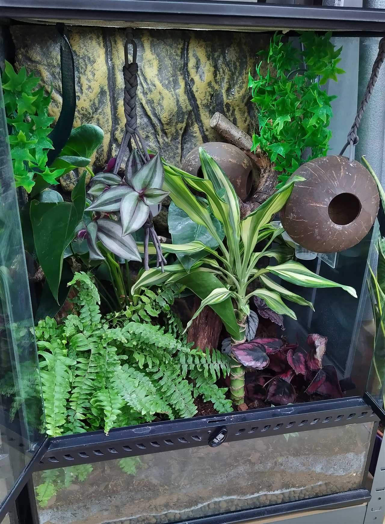 Crested gecko plants