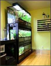 Providing the Right Temperature and Humidity for Your Crested Gecko