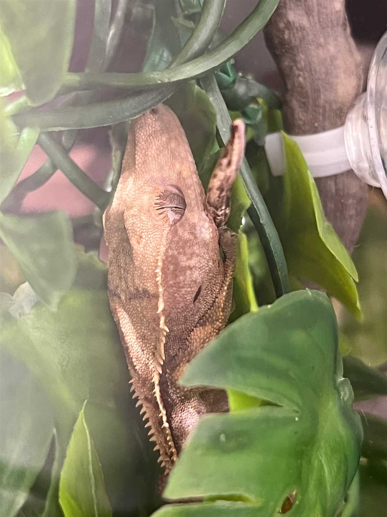 Signs of a Healthy Sleeping Crested Gecko
