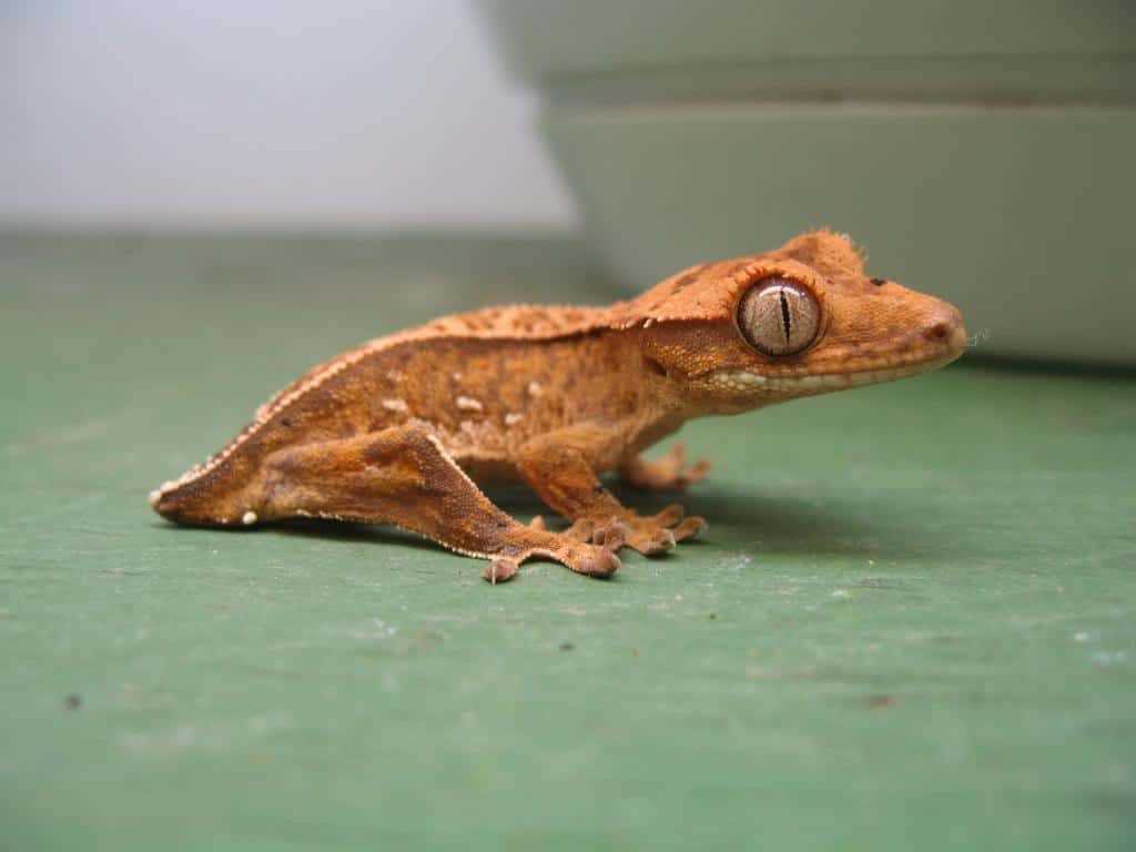 Crested gecko tail rot