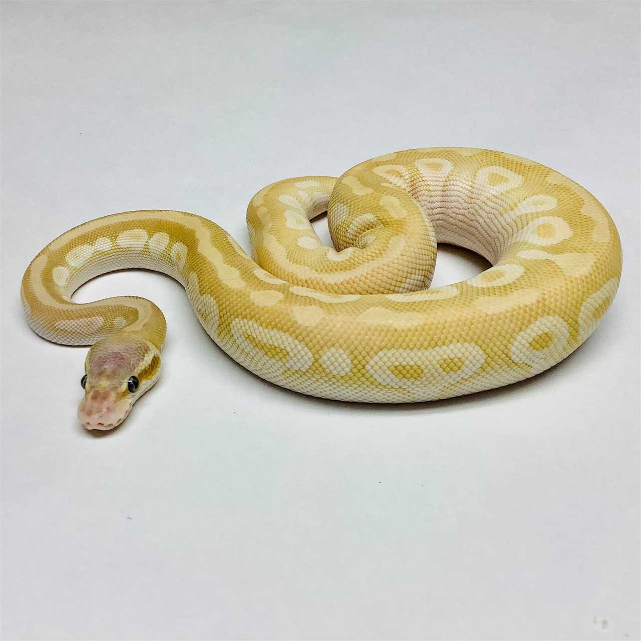 Diet and Feeding Habits of the Crystal Ball Python