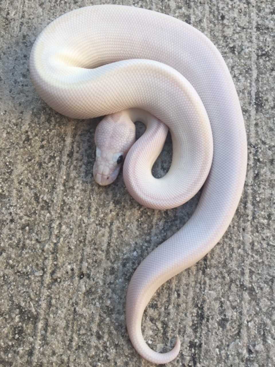 Cute albino ball python