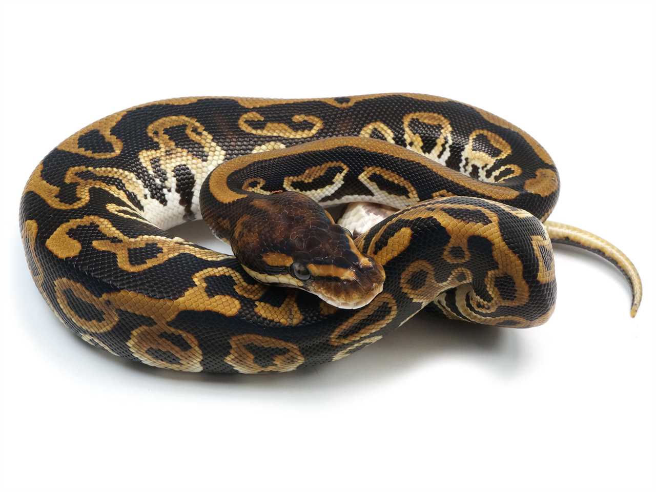 Cypress Ball Python Breeding