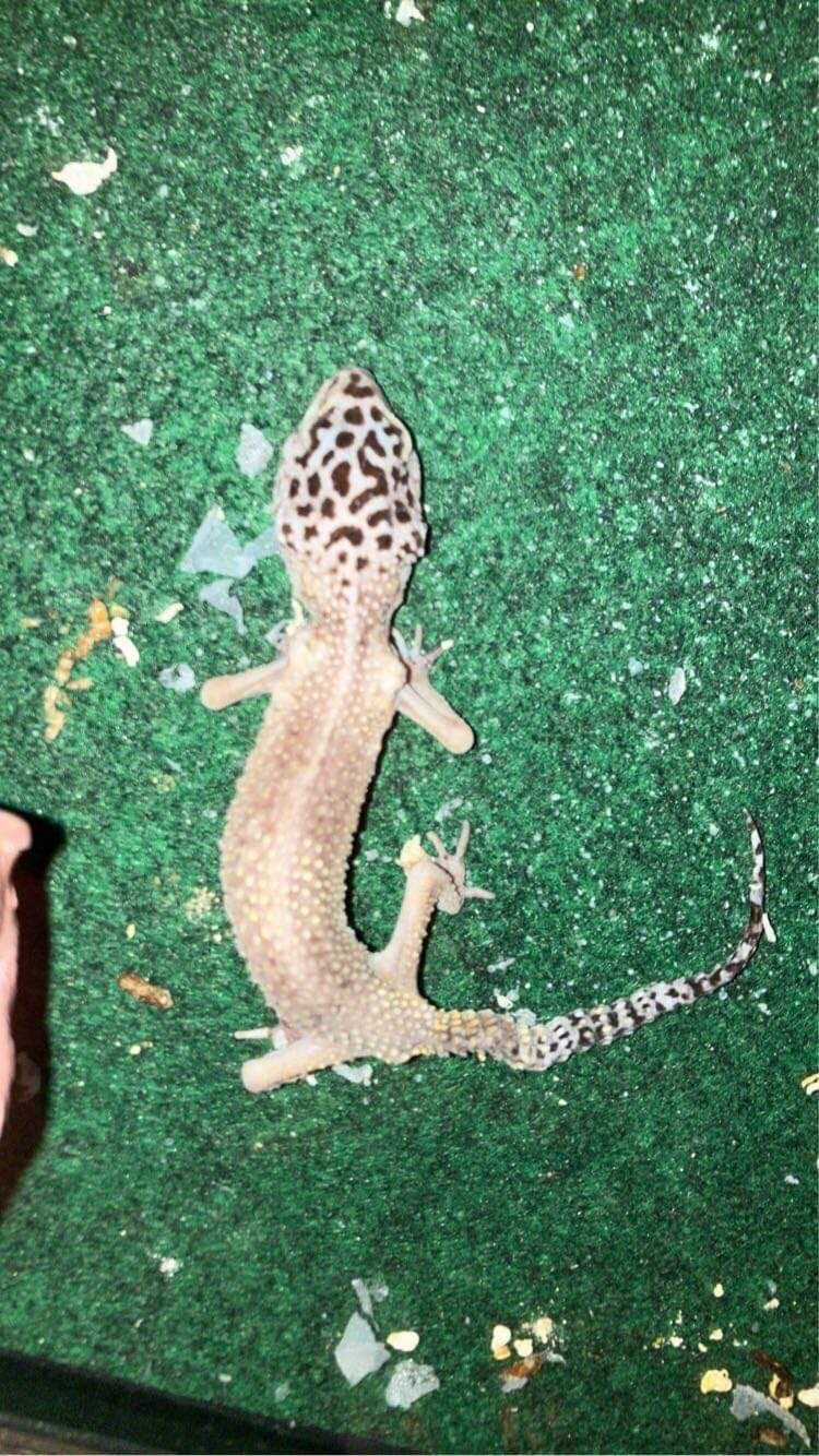 Seeking Professional Help for Dehydrated Leopard Geckos: When to Consult a Vet