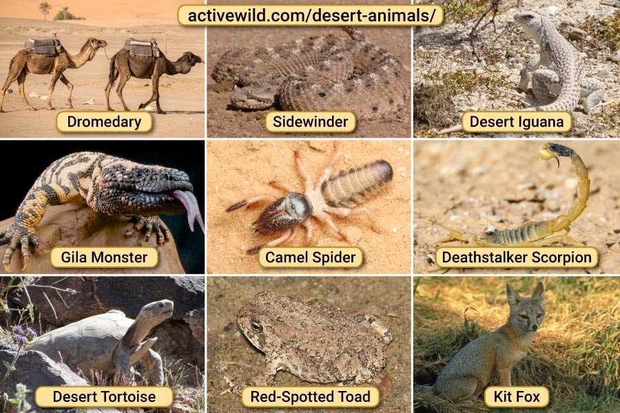Famous Desert Locations as Pet Names