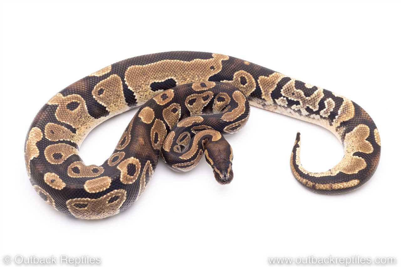 Dinker ball python