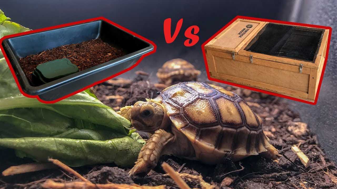 Gathering the Necessary Materials for Your DIY Sulcata Tortoise Enclosure