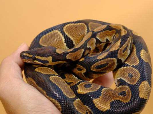 The Importance of Regulating Temperature and Light for Ball Pythons during Hibernation