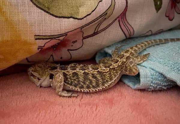 When Should You Be Worried About Bearded Dragons Brumating with Eyes Open?