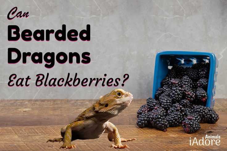 Do bearded dragons eat blackberries