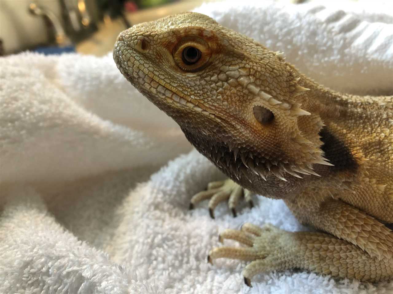 Recognizing Stress and Anxiety in Bearded Dragons