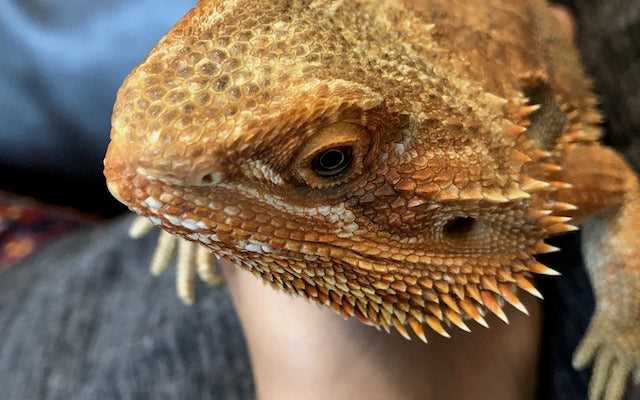 Training and Bonding with Your Bearded Dragon