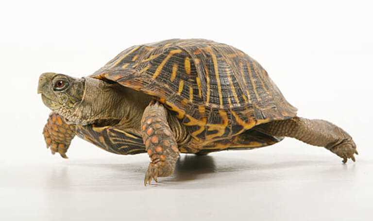 How Heat Lamps Regulate Box Turtles' Body Temperature