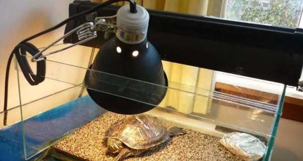 Do box turtles need heat lamps